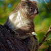 Koala - Phascolarctos cinereus o3949